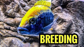 Breeding African Cichlids Is Easy [upl. by Nera]