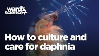 Caring and Culturing for Daphnia [upl. by Aissilem533]