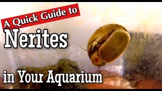 Nerites in the Aquarium A Quick Guide [upl. by Inna]