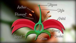 Flower Dissection  Reproduction in flowering plants [upl. by Calmas]