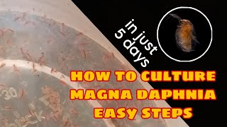 How to Culture Magna Daphnia Easily [upl. by Culberson]