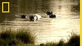 Pablo Escobars Hippos  National Geographic [upl. by Gazo]