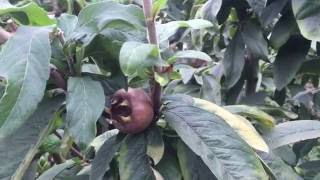 Medlar Tree in the Permaculture Garden [upl. by Nnylamme]