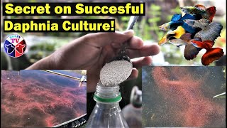 How to Culture Daphnia Successfully [upl. by Aihsatal]