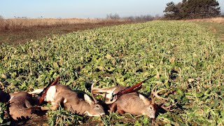 Easy No Till Brassica Food Plots [upl. by Anirrok165]