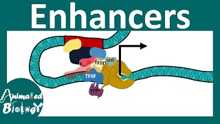 Enhancers  Transcriptional regulation by Enhancers  Enhancer promoter loop [upl. by Clevie]