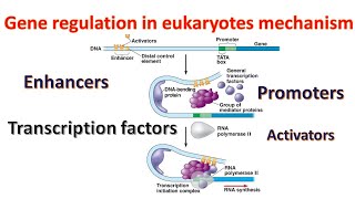 Gene regulation in Eukaryotes Promoters  Transcription factors  Enhancers Genetics for beginners [upl. by Healy]