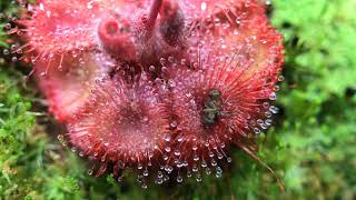 Fastest Carnivorous Sundew Plant Macro Time Lapse Drosera Burmannii [upl. by Elime]