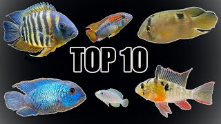 Top 10 Most quotPeacefulquot Cichlids [upl. by Kovar723]