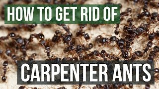 How to Get Rid of Carpenter Ants 4 Simple Steps [upl. by Strephon97]