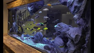 7 Beautiful African Cichlids Tank Setup  Large African Cichlid Aquarium [upl. by Eiliak]