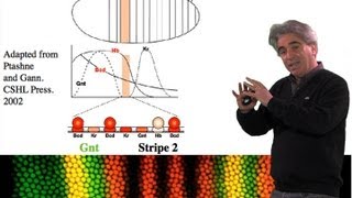 Mike Levine UC Berkeley Part 1 Transcriptional Precision Enhancers [upl. by Jordain]