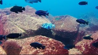 Maingano Island Lake Malawi  African Cichlids  HD Underwater Footage [upl. by Tilla]