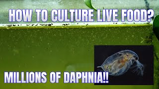 How to Culture Daphnia Secret Method to Breed MILLIONS  Simply Aquatic [upl. by Ellinej]