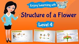 Structure of a Flower  Science  Grade34  Tutway [upl. by Ahsiket]