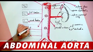 Anatomy  Abdominal Aorta Branches [upl. by Crichton]