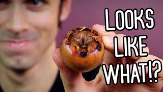 MEDLAR  A Weird Fruit That Looks Inappropriate But Tastes Great  Weird Fruit Explorer [upl. by Rutter]