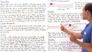 RNA Transcription [upl. by Mumford]