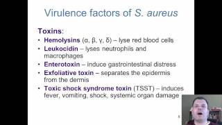 Chapter 18  The Cocci of Medical Importance [upl. by Nabetse]