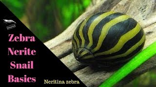 Nerite Snails  The Basics [upl. by Sedgewinn]