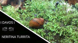 Neritina turrita [upl. by Lyrac]