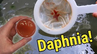 How I Culture Daphnia In Outdoor Tubs [upl. by Anerok440]