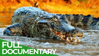 Wildlife  Episode 2 Crocodiles Alligators Caimans amp Gharials  Free Documentary Nature [upl. by Trebla845]