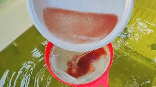 How to culture daphnia  Daphnia culture  How to grow daphnia outdoor [upl. by Ahsekin]