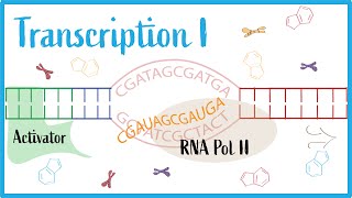 Transcription I Gene Regulation Transcription Factors RNA Polymerase amp NonCoding RNA [upl. by Berna]