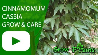 Cinnamomum cassia  grow amp care Cinnamomum aromaticum [upl. by Assert625]