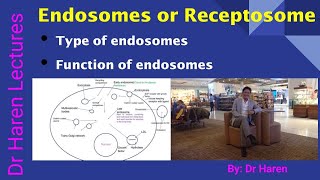 Endosomes or Receptosome [upl. by Yluj896]