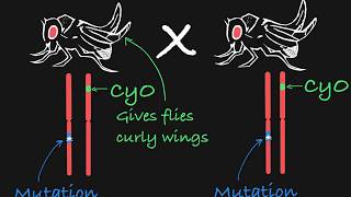 Balancer Chromosomes Explained [upl. by Thaine]