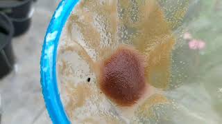 How to culture daphnia moina in a small container Part 1 English Subtitle [upl. by Oivalf]