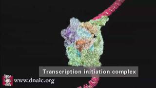 DNA Transcription Advanced [upl. by Alaric454]