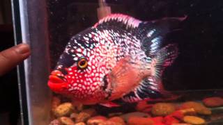 Red Texas  Cichlid [upl. by Naej]