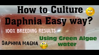 Daphnia MagnaHow to Culture Daphnia Easy wayCulturing Daphnia using Green water Daphnia [upl. by Nawk]