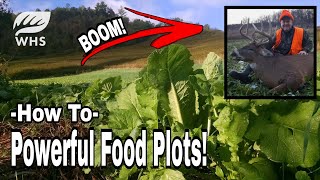 How To Plant Powerful Brassica Food Plots [upl. by Phil]