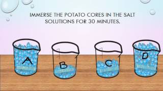 the potato experiment  osmosis lab [upl. by Ahsenra83]