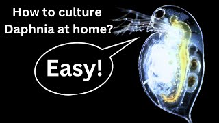 BEST Live Fish Food Beginner guide How to Culture Daphnia at home [upl. by Harwell]