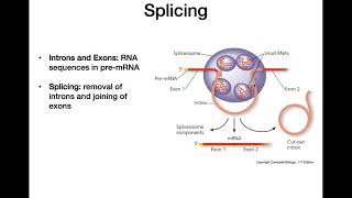 RNA Processing [upl. by Eirol464]