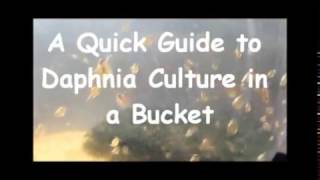 How to culture daphnia outside [upl. by Liebman]