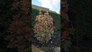 How Photinia Pink Crispy looks in Peters garden [upl. by Jenesia]