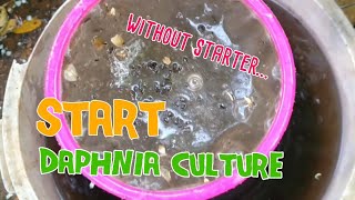 How to culture daphnia moina the easy way 1  Starting the Daphnia culture [upl. by Rondon]