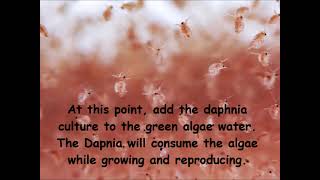 Daphnia  How to grow daphnia in your home [upl. by Nod]