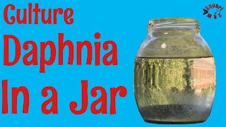 How to Culture Daphnia in a Jar [upl. by Ananna]