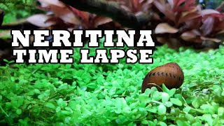 Neritina Vittina Semiconica Eating  Timelapse [upl. by Searcy977]