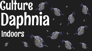 How to Culture Daphnia [upl. by Aloivaf]