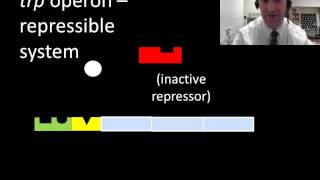 Prokaryotic regulation of gene expression [upl. by Irmo378]