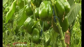 Variety facts and how to grow Capsicum Pilipili Hoho  Part 1 [upl. by Reger]