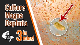 How to culture DAPHNIA MAGNA  The easy way [upl. by Brawner760]